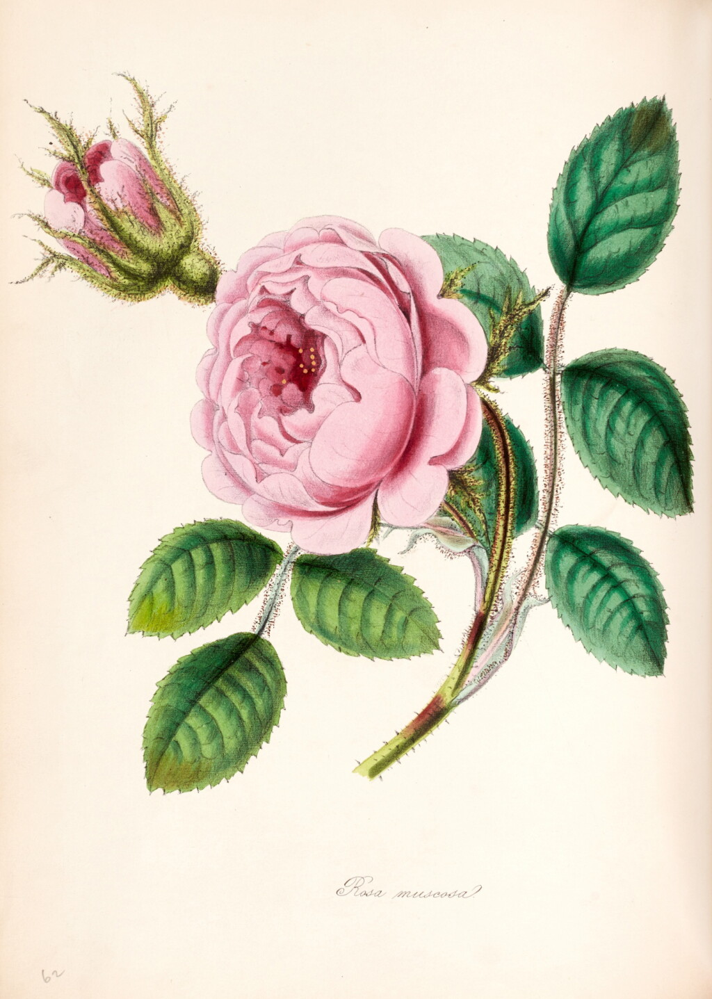 View full screen - View 1 of Lot 33. Gilbert Thomas Burnett | An encyclopaedia of useful and ornamental plants, 1852, 2 volumes.