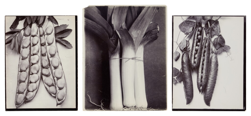 View full screen - View 1 of Lot 180. Selected Images of Vegetables (3 photographs).