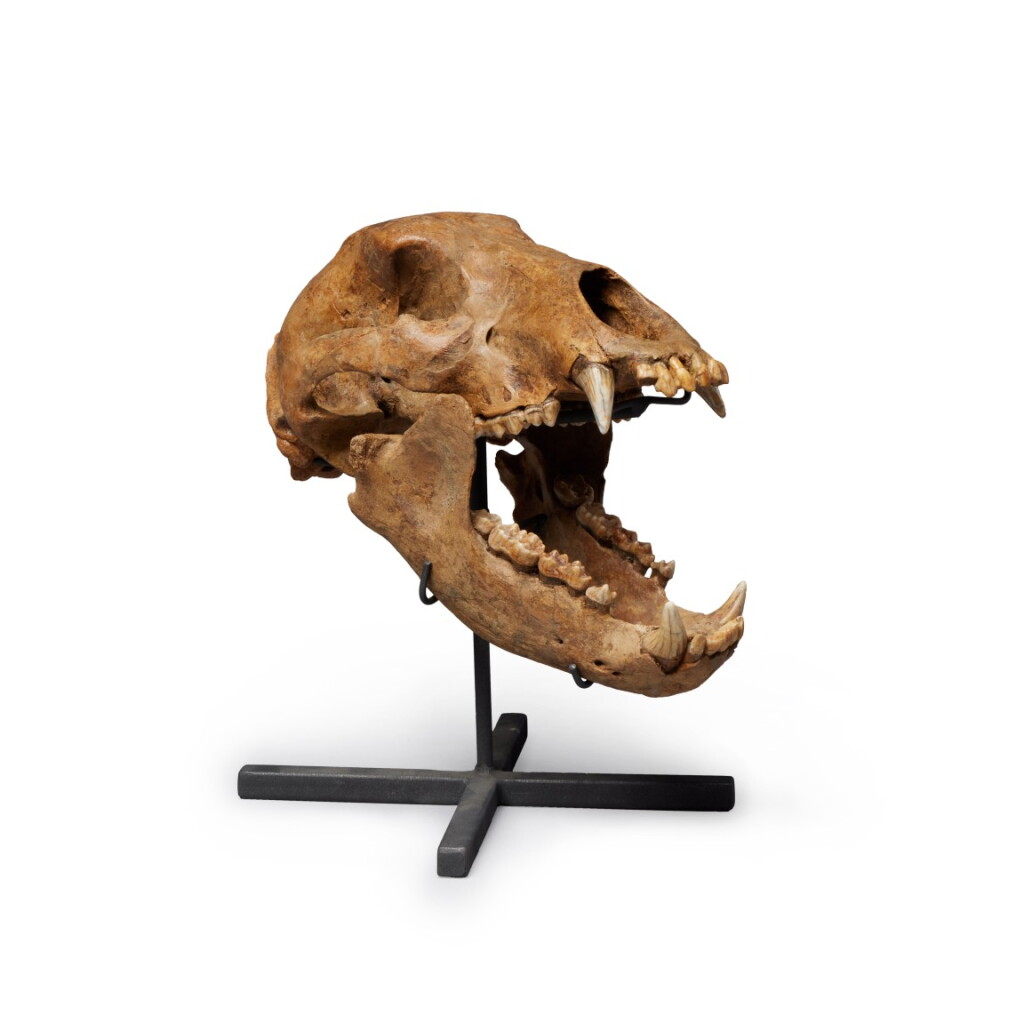 View full screen - View 1 of Lot 14. The Skull of a European Cave Bear.