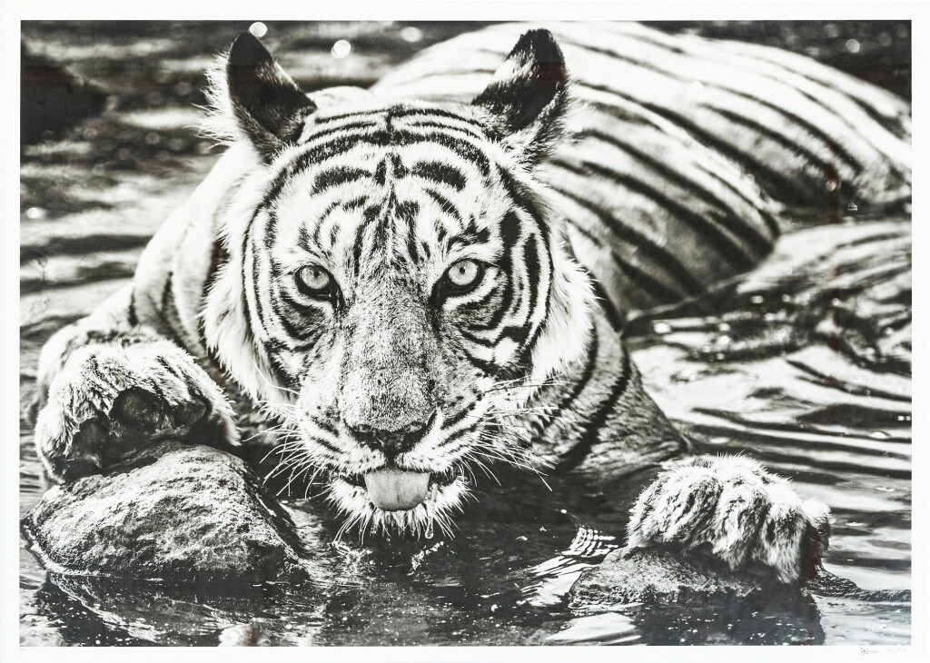 View full screen - View 1 of Lot 6006. David Yarrow 大衛・亞羅 | The Queen of Ranthambore 倫塔波爾之后.