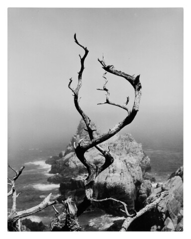 View full screen - View 1 of Lot 108. Twisted Tree, Point Lobos, California.