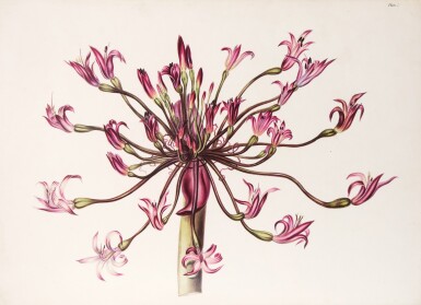 View full screen - View 1 of Lot 210. (Roupell, Arabella Elizabeth) | The exuberant flora of the Cape of Good Hope.