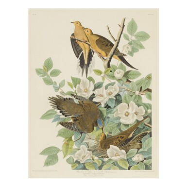 View full screen - View 1 of Lot 1790. JOHN JAMES AUDUBON (AFTER) | CAROLINA PIGEON OR TURTLE DOVE (PLATE XVLL).