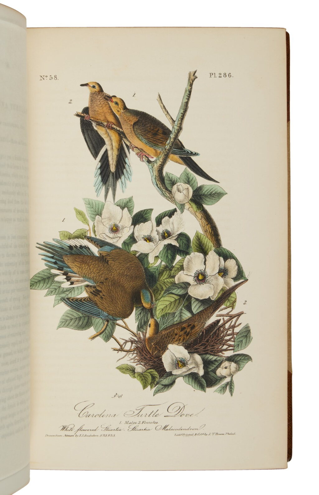 View full screen - View 1 of Lot 1107. Audubon, John James | First octavo edition of Audubon's greatest achievement.