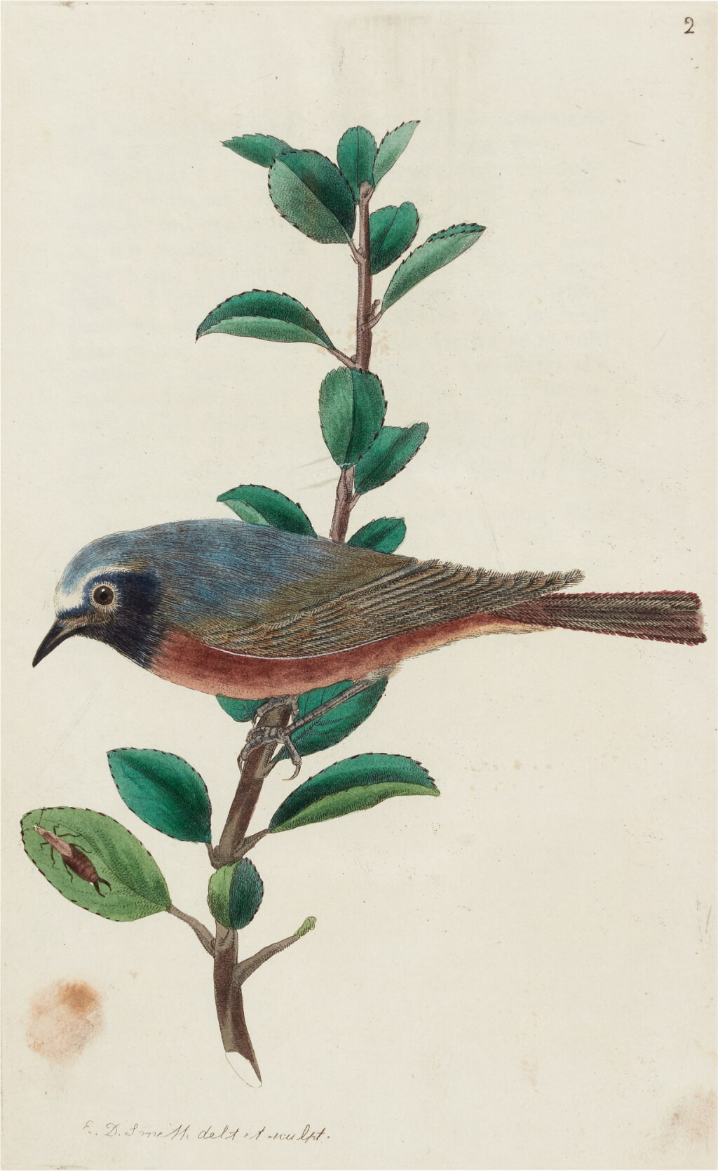 View full screen - View 1 of Lot 224. Robert Sweet | The British Warblers..., 1823.