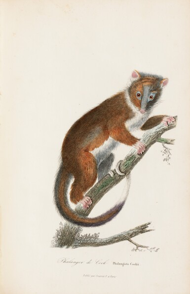 View full screen - View 1 of Lot 218. LESSON (P.) Voyage autour du monde... de 1822 à 1825. Paris, 1838-1839. 2 vol. in-8 demi-chagrin brun..