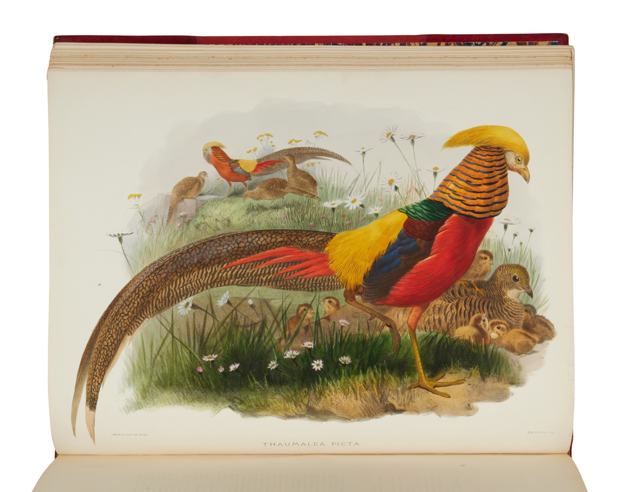 Elliot, Daniel Giraud | "the same rank as Audubon and Edward Lear as a bird-painter" | The John Golden Library: Book Illustration in the Age of Scientific Discovery | 2022 | Sotheby's