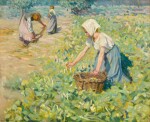 The Bean Harvest