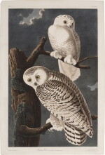 Snowy Owl (Plate CXXI)
