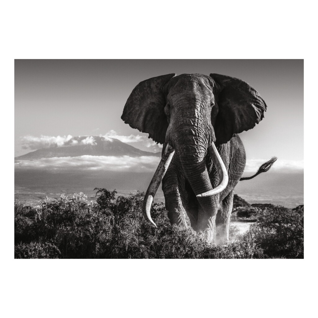 View full screen - View 1 of Lot 186. DAVID YARROW | AMBOSELI KENYA.