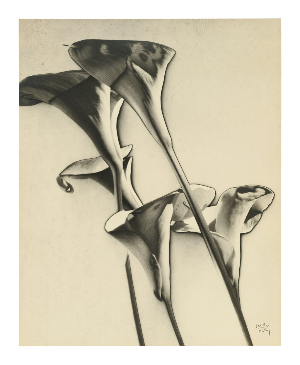 View full screen - View 1 of Lot 16. Calla Lilies.