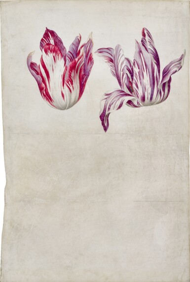 View full screen - View 1 of Lot 72. Study of two tulips (unfinished).