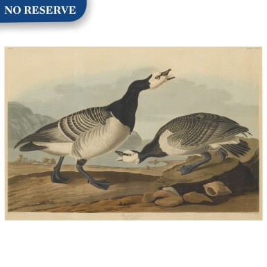 View full screen - View 1 of Lot 490. Barnacle Goose (Plate CCXCVI).