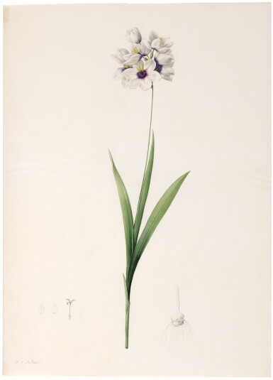 View full screen - View 1 of Lot 68. PIERRE-JOSEPH REDOUTÉ | IXIA TACHÉE (IXIA MACULATA).