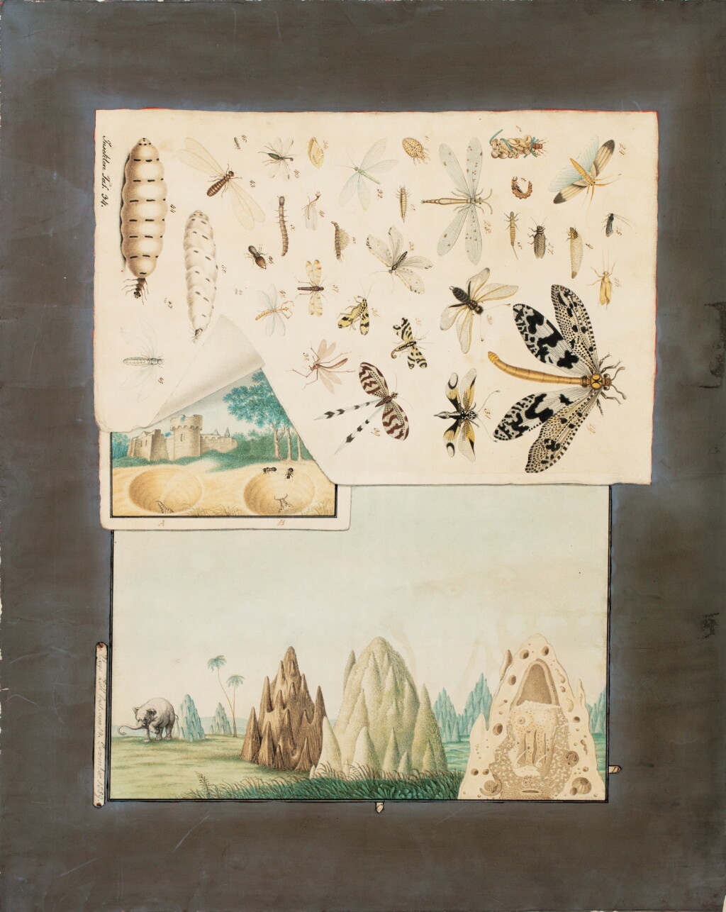 View full screen - View 1 of Lot 124. ALOYS ZÖTL | TERMITIÈRES ET ÉTUDES D'INSECTES.