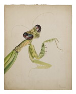 PRAYING MANTIS