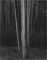 ‘Aspens, New Mexico’ (Vertical)