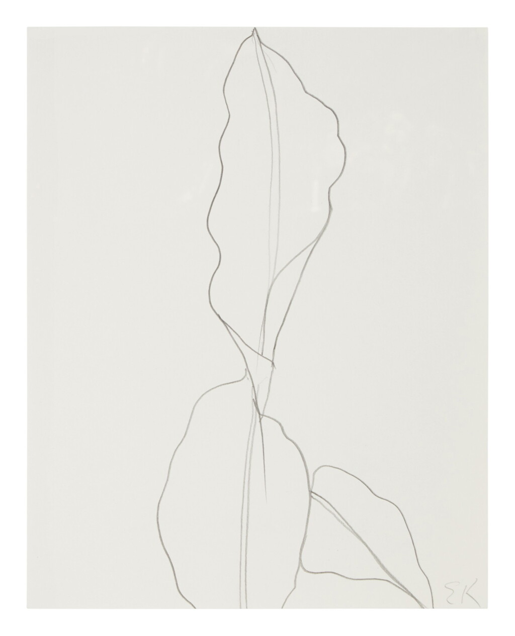 View full screen - View 1 of Lot 248. Banana Leaves.