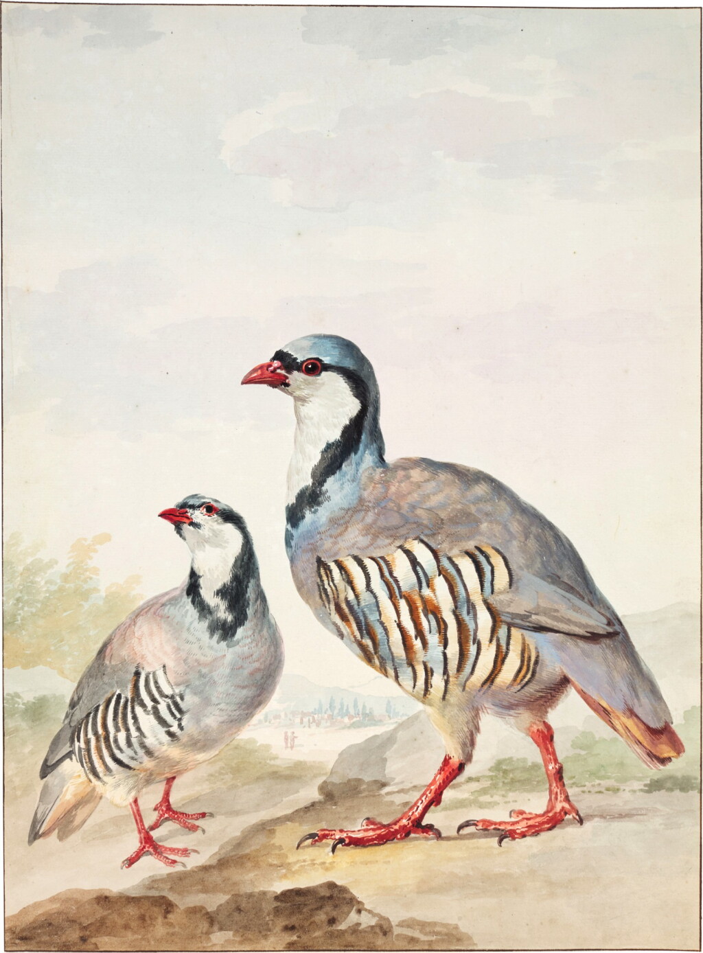 View full screen - View 1 of Lot 66. Two red-legged Partridges.