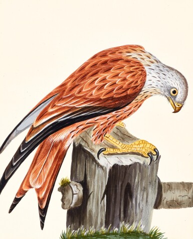 View full screen - View 1 of Lot 27. Lewin | The Birds of Great-Britain. 1789-1794, 7 volumes .