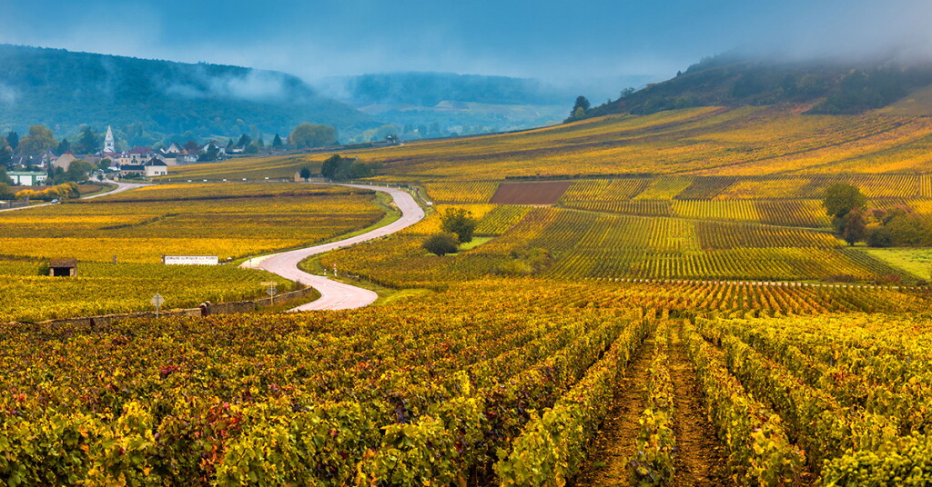 View full screen - View 1 of Lot 884. Richebourg 1994 Mongeard-Mugneret (1 BT).