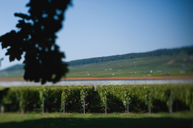 View full screen - View 1 of Lot 25. Krug, Clos d'Ambonnay 2000 (4 BT).