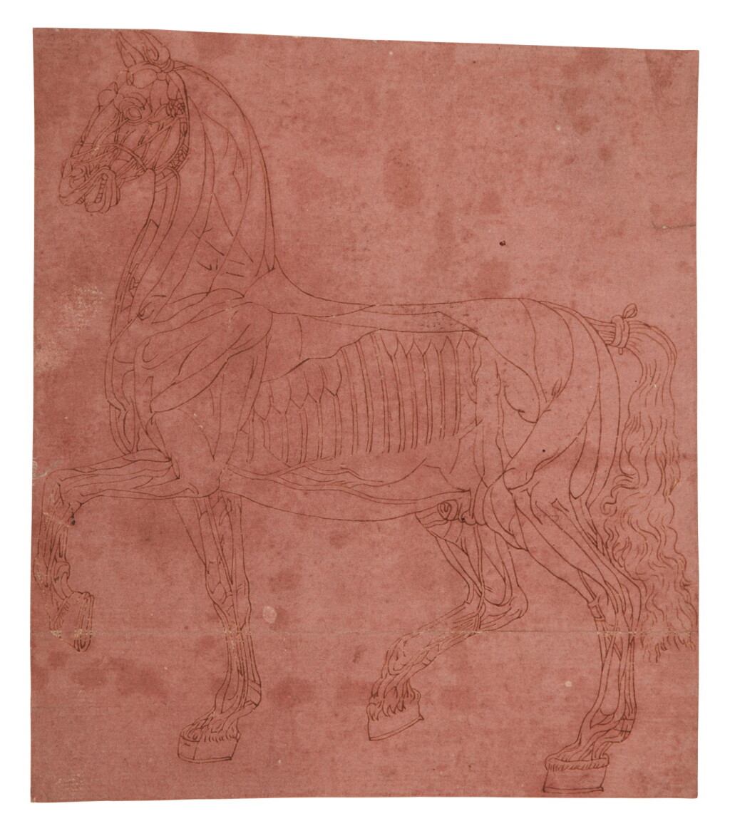 View full screen - View 1 of Lot 164. An écorché study of a horse.