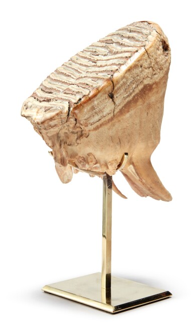 View full screen - View 1 of Lot 9. A COMPLETE TOOTH OF A WOOLLY MAMMOTH.