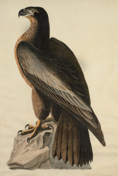 View full screen - View 1 of Lot 208. The Bird of Washington (Plate XI).