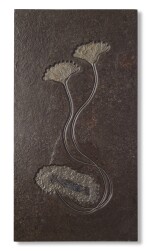 Fossil Sea Lilies — Jurassic Display
