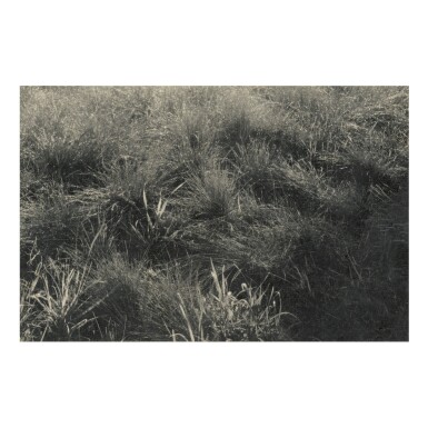 View full screen - View 1 of Lot 31. ALFRED STIEGLITZ | GRASSES.