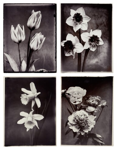 View full screen - View 1 of Lot 179. Selected Images of Flowers (4 photographs).