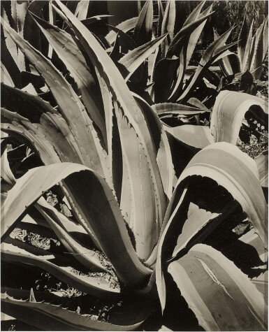 View full screen - View 1 of Lot 109. Untitled (Agave).