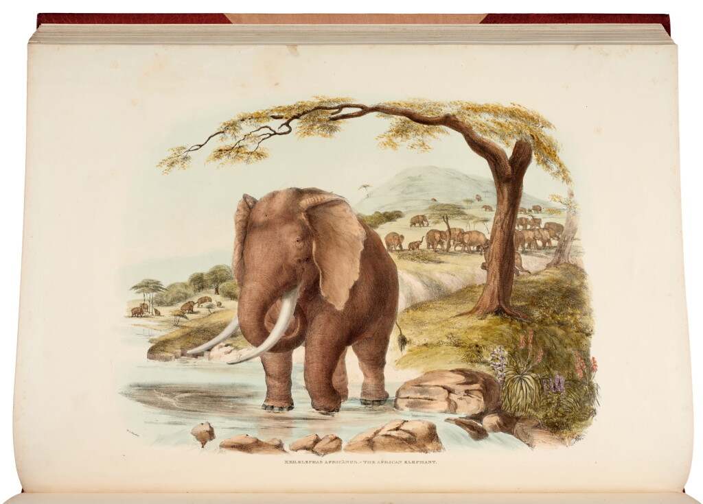 View full screen - View 1 of Lot 10. William Cornwallis Harris | Portraits of the game and wild animals of Southern Africa, 1840.