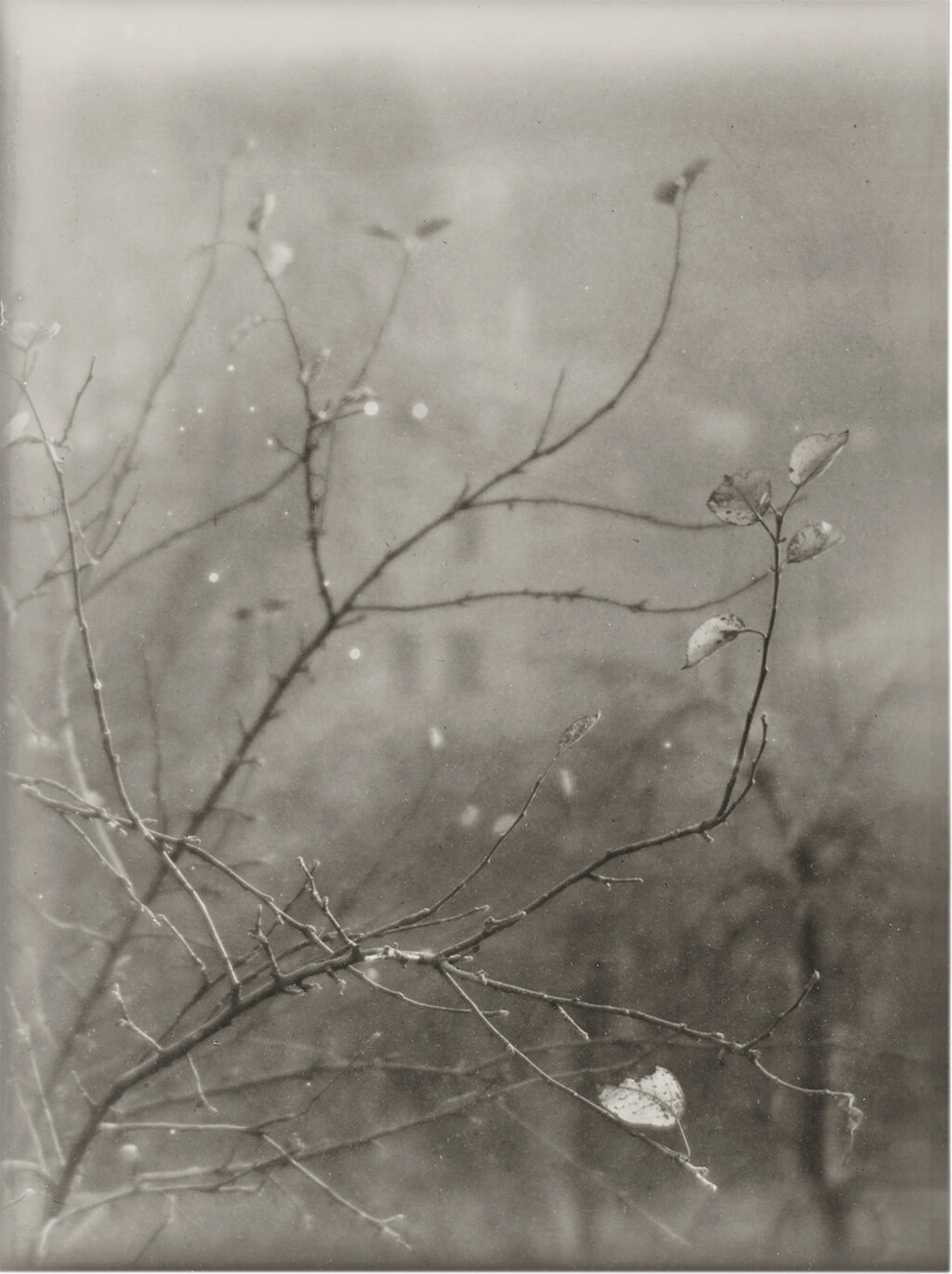 View full screen - View 1 of Lot 156. Spring Blossom #5.