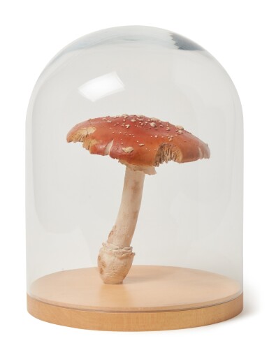 View full screen - View 1 of Lot 611. Amanita Muscaria #11.