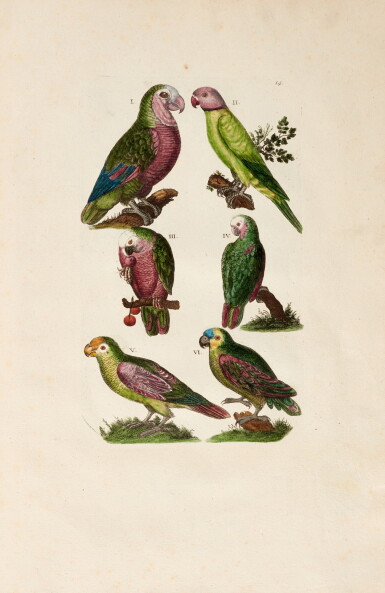 View full screen - View 1 of Lot 381. John Jonston | Histoire naturelle et raisonné des différens oiseaux, Paris, 1773, near-contemporary boards.