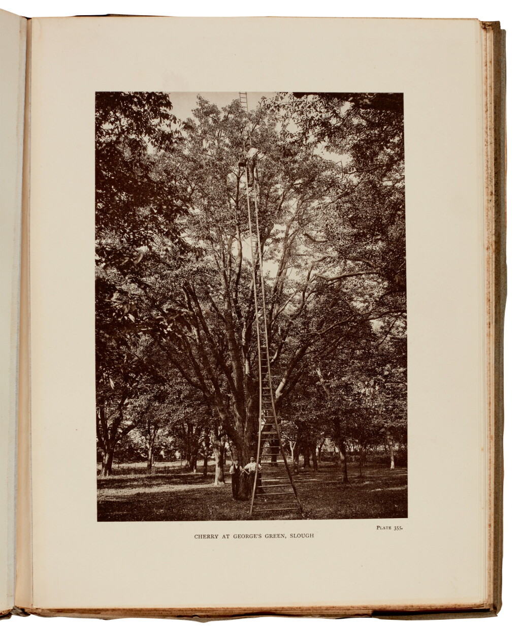 View full screen - View 1 of Lot 12. Henry John Elwes and Augustine Henry | The Trees of Great Britain and Ireland. 1906-13, 15 parts in 7 volumes.