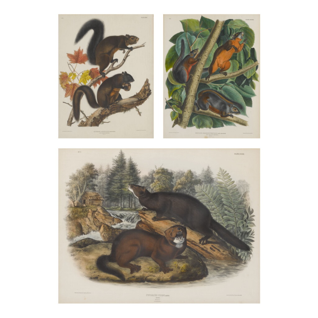 View full screen - View 1 of Lot 496. Long Haired Squirrel (Plate XXVII); Mink (Plate XXXIII); and Red-bellied Squirrel (Plate XXXVIII);.