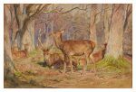 Family of Deer in the Fontainebleau Forest. End of Fall. Early Morning