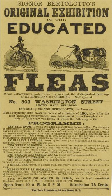 View full screen - View 1 of Lot 242. (Fleas, Educated) | Bertolotto’s industrious fleas.