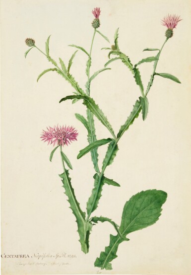 View full screen - View 1 of Lot 145. The Roman Iris, together with The White Potentilla.