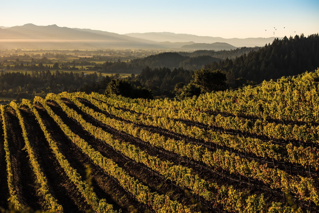 View full screen - View 1 of Lot 494. Mixed Napa Cabernet 2010 - 2014 (6 BT).