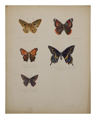 View full screen - View 1 of Lot 9. GREAT SPANGLED FRITILLARY, RED ADMIRAL, GRAY COMMA, NEWFOUNDLAND SWALLOWTAIL, BALTIMORE CHECKER-SPOT .