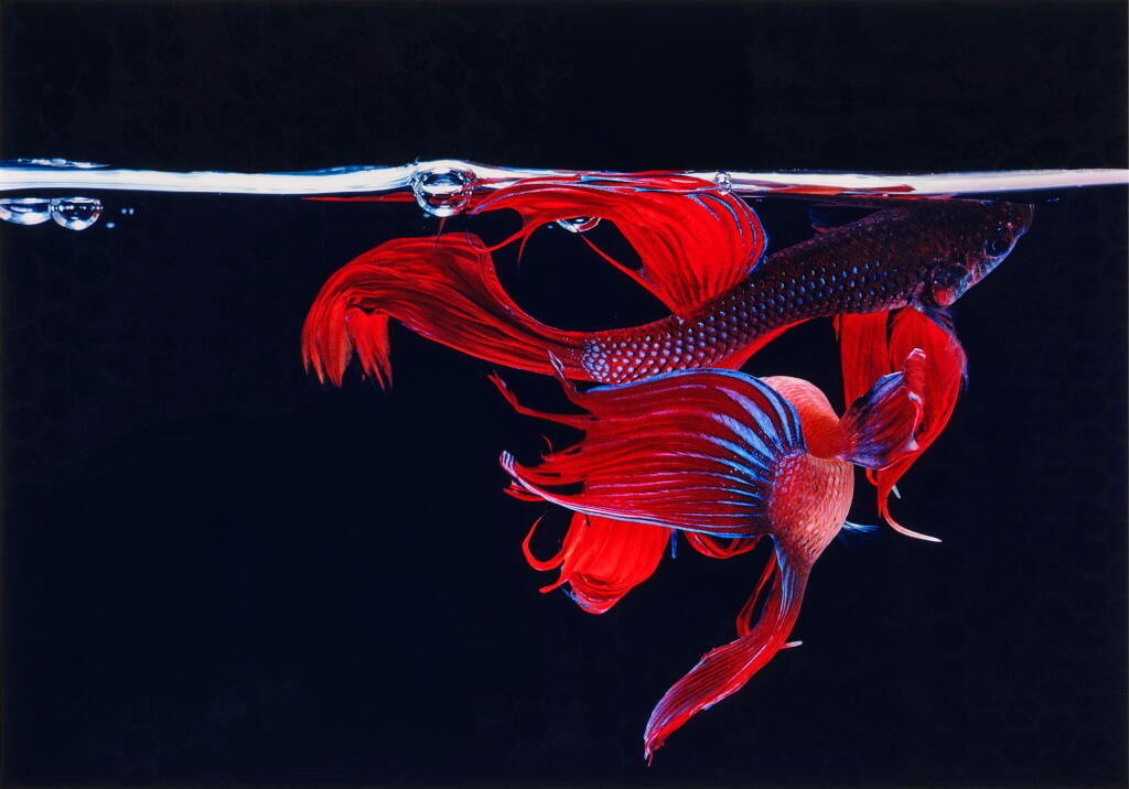 View full screen - View 1 of Lot 55. Betta Splendens, New York City.
