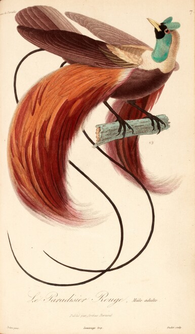 View full screen - View 1 of Lot 407. René-Primevère Lesson | Histoire naturelle des oiseaux de paradis, et des epimaques, Paris, 1835.
