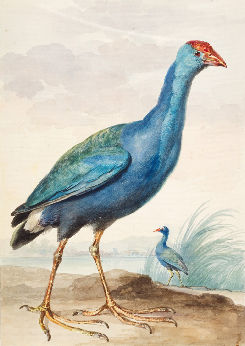 View full screen - View 1 of Lot 153. Two Purple Gallinules.