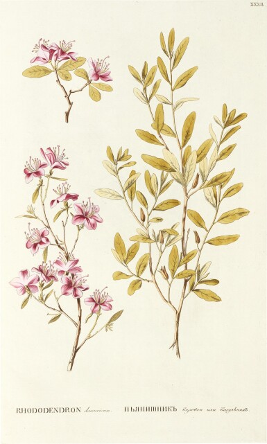 View full screen - View 1 of Lot 167. Peter Simon Pallas | Flora Rossica, 1784-1788, 2 volumes, original marbled boards, uncut, Jussieu copy.