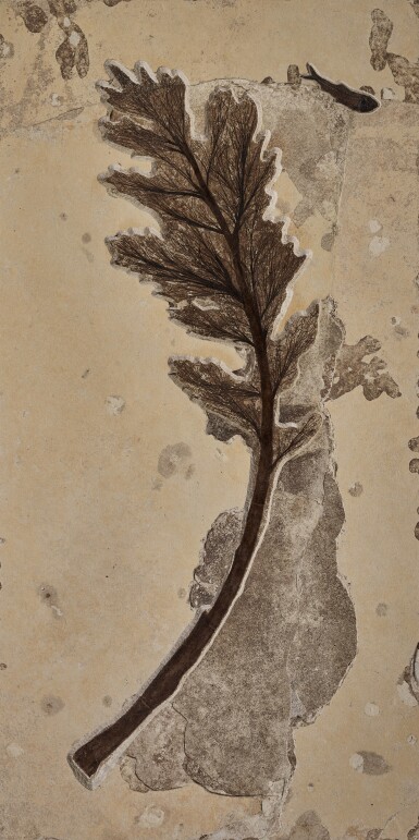View full screen - View 1 of Lot 30. A Large Fossil Palm Flower with Diplomystus Fish.