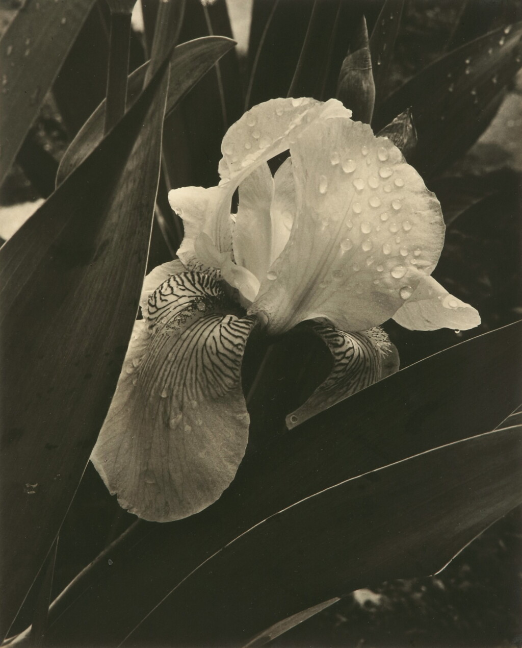 View full screen - View 1 of Lot 43. 'Iris'.
